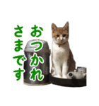 猫ちゃんネコチャンネチコヤン？（個別スタンプ：4）