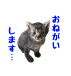 猫ちゃんネコチャンネチコヤン？（個別スタンプ：5）
