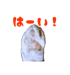 猫ちゃんネコチャンネチコヤン？（個別スタンプ：6）