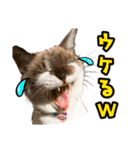 猫ちゃんネコチャンネチコヤン？（個別スタンプ：7）