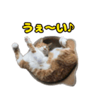 猫ちゃんネコチャンネチコヤン？（個別スタンプ：8）