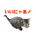猫ちゃんネコチャンネチコヤン？（個別スタンプ：9）