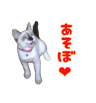 猫ちゃんネコチャンネチコヤン？（個別スタンプ：10）
