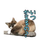 猫ちゃんネコチャンネチコヤン？（個別スタンプ：11）