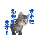 猫ちゃんネコチャンネチコヤン？（個別スタンプ：12）