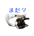 猫ちゃんネコチャンネチコヤン？（個別スタンプ：13）