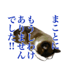 猫ちゃんネコチャンネチコヤン？（個別スタンプ：14）