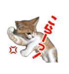 猫ちゃんネコチャンネチコヤン？（個別スタンプ：15）