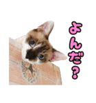 猫ちゃんネコチャンネチコヤン？（個別スタンプ：17）