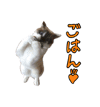 猫ちゃんネコチャンネチコヤン？（個別スタンプ：18）