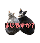 猫ちゃんネコチャンネチコヤン？（個別スタンプ：19）