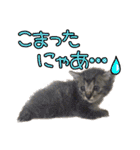 猫ちゃんネコチャンネチコヤン？（個別スタンプ：20）