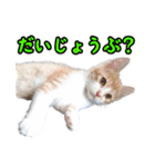 猫ちゃんネコチャンネチコヤン？（個別スタンプ：21）