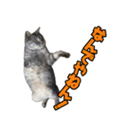 猫ちゃんネコチャンネチコヤン？（個別スタンプ：22）