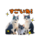 猫ちゃんネコチャンネチコヤン？（個別スタンプ：23）