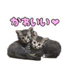 猫ちゃんネコチャンネチコヤン？（個別スタンプ：25）