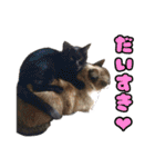 猫ちゃんネコチャンネチコヤン？（個別スタンプ：26）