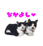 猫ちゃんネコチャンネチコヤン？（個別スタンプ：27）