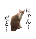 猫ちゃんネコチャンネチコヤン？（個別スタンプ：28）
