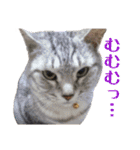 猫ちゃんネコチャンネチコヤン？（個別スタンプ：29）