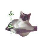 猫ちゃんネコチャンネチコヤン？（個別スタンプ：30）