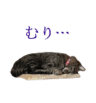 猫ちゃんネコチャンネチコヤン？（個別スタンプ：31）
