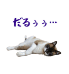 猫ちゃんネコチャンネチコヤン？（個別スタンプ：32）