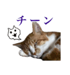 猫ちゃんネコチャンネチコヤン？（個別スタンプ：33）