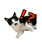 猫ちゃんネコチャンネチコヤン？（個別スタンプ：34）