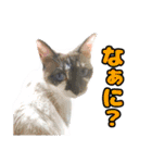 猫ちゃんネコチャンネチコヤン？（個別スタンプ：35）