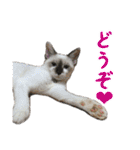 猫ちゃんネコチャンネチコヤン？（個別スタンプ：36）