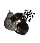 猫ちゃんネコチャンネチコヤン？（個別スタンプ：37）