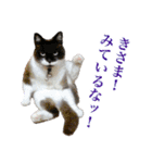 猫ちゃんネコチャンネチコヤン？（個別スタンプ：38）