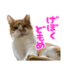 猫ちゃんネコチャンネチコヤン？（個別スタンプ：39）