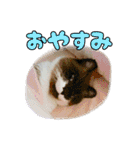 猫ちゃんネコチャンネチコヤン？（個別スタンプ：40）