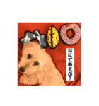 マルプー“シフォン”の気持ち2（個別スタンプ：14）