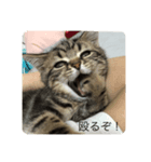 ニャース君（個別スタンプ：1）