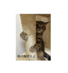 ニャース君（個別スタンプ：5）