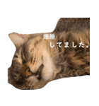 りりースタジオ.（個別スタンプ：16）