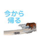 KCP (mami fam)（個別スタンプ：6）
