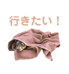 KCP (mami fam)（個別スタンプ：12）