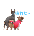 KCP (mami fam)（個別スタンプ：27）