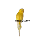 黄色いインコ。自分発信編。（個別スタンプ：2）