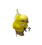 黄色いインコ。自分発信編。（個別スタンプ：3）
