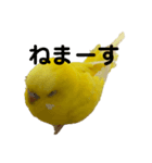 黄色いインコ。自分発信編。（個別スタンプ：4）