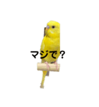 黄色いインコ。自分発信編。（個別スタンプ：6）