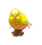 黄色いインコ。自分発信編。（個別スタンプ：7）