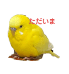黄色いインコ。自分発信編。（個別スタンプ：8）