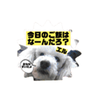 エル♀と仲間たち（個別スタンプ：38）