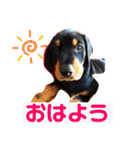 ドーベルマンと家族（個別スタンプ：3）